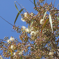 Corymbia citriodora (Eucalyptus citronné)
