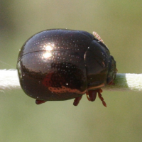 Cryptocephalus nitidus (Cryptocéphale brillant)