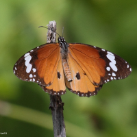 danaus_chrysippus_orientis1bd (Danaus chrysippus)