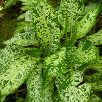 Dieffenbachia_seguine (Dieffenbachia seguine)