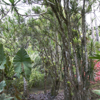 Dracaena marginata (Dracaena, Dragonnier de Madagascar)
