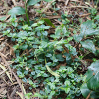 drymaria_cordata4md (Drymaria cordata)