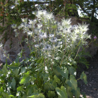 Eryngium alpinum (Chardon bleu des Alpes)