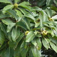 Ficus lutea (Figuier à feuilles géantes)