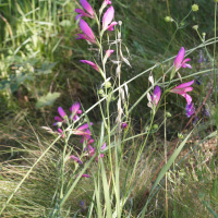 Gladiolus italicus (Glaïeul des moissons)
