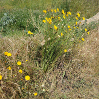 Hypochaeris radicata (Porcelle enracinée, Salade de porc)