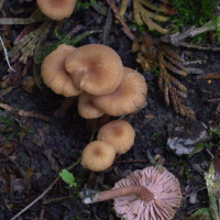 laccaria_laccata2md