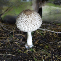 lepiota_procera7bd