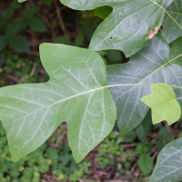 liriodendron_chinense2md