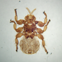 Melophagus ovinus (Mélophage du mouton)