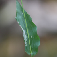 panicum_brevifolium2md