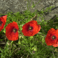 Papaver rhoeas (Coquelicot)