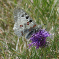 parnassius_apollo2bd