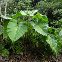 philodendron_giganteum2md