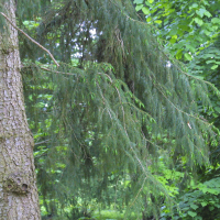 Picea brachytyla (Épicéa de Chine, Épicéa de Sargent)