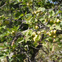 Prunus brigantina (Marmottier, Prunier des Alpes, Prunier de Briançon)