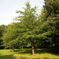 Quercus palustris (Chêne des marais)