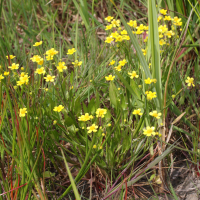 Ranunculus ophioglossifolius (Renoncule à feuilles d'ophioglosse)
