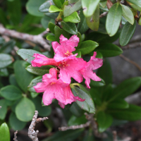 rhododendron_ferrugineum1bmd (Rhododendron ferrugineum)