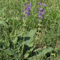 Salvia pratensis (Sauge des prés)