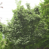 Sorbus x rotundifolia (Sorbier)