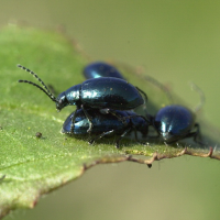 altica_oleracea2md (Altica oleracea)