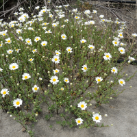 anthemis_maritima1bmd