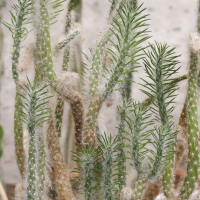 Austrocylindropuntia vestita (Cactus)