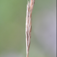 brachypodium_pinnatum4md (Brachypodium pinnatum)