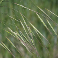 bromus_sterilis2md (Anisantha sterilis)