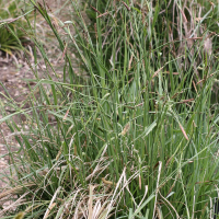 Carex panicea (Laîche bleuâtre)