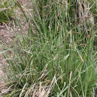 carex_panicea1md (Carex panicea)