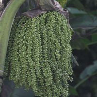 caryota_mitis3abd (Caryota mitis)