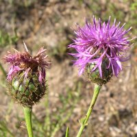 centaurea_scabiosa5bmd (Centaurea scabiosa)