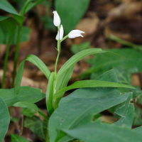 Cephalanthera longifolia (Céphalanthère à longues feuilles)