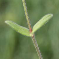 cerastium_fontanum2md (Cerastium fontanum)