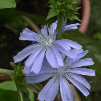 cichorium_intybus_sativum2md (Cichorium intybus var. sativum)