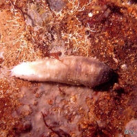 Cucumaria sp (Cornichon de mer, Lèche-doigts)
