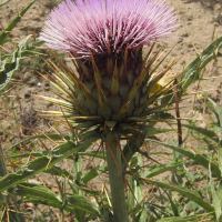 cynara_cardunculus5bd (Cynara cardunculus)