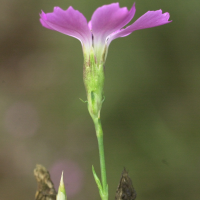 dianthus_graniticus3md