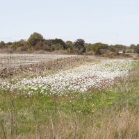 diplotaxis_erucoides3md (Diplotaxis erucoides)