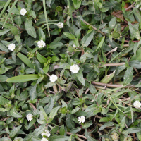 Eclipta prostrata (Éclipte blanche, Mahakanni)