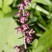 epipactis_atrorubens2md (Epipactis atrorubens)