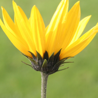 helianthus_tuberosus5md