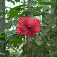Hibiscus rosa-sinensis (Hibiscus)