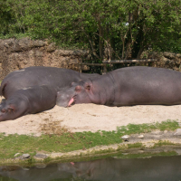 hippopotamus_amphibius4sd