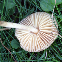 marasmius_oreades4md