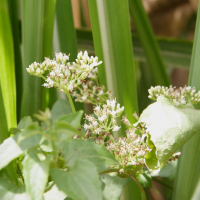 Mikania micrantha (Mikania)