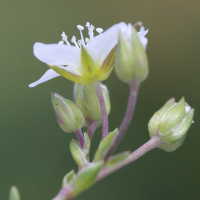 minuartia_rupestris4bd