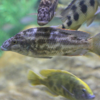 Nimbochromis polystigma (Cichlidé-léopard, Polystigma)